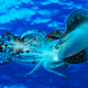Caribbean reef squid (Sepioteuthis sepioidea), Curacao, Netherlands Antilles.